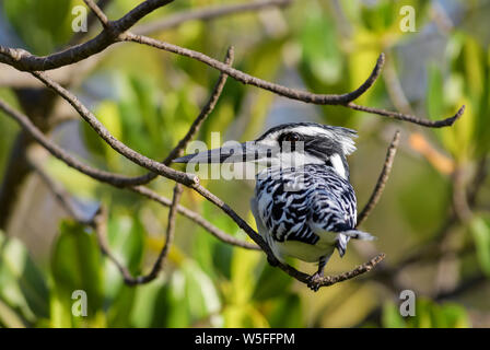 Pied Kingfisher - Ceryle rudis, schöne große Eisvogel aus afrikanischen Mangroven und Flüssen, La Somone, Senegal. Stockfoto