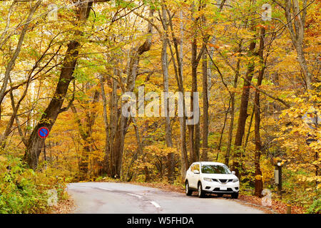 Oirase stream Wanderweg mit bunten Herbst Wald in Towada Hachimantai Nationalpark, Aomori, Japan Stockfoto