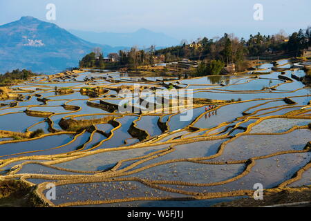 ------ Landschaft von terrassierten Reisfeldern der Yuanyang Reisterrassen in Yuanyang County, honghe Hani und Yi Autonomen Präfektur, Southwest China" Stockfoto