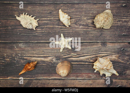 Muscheln auf dem hölzernen Hintergrund Stockfoto