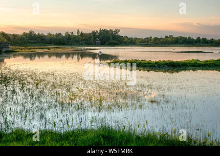 Italien, Friaul, Isonzo Estuary Regional Park, Isola della Cona Vogelschutzgebiet, Feuchtgebiet Stockfoto