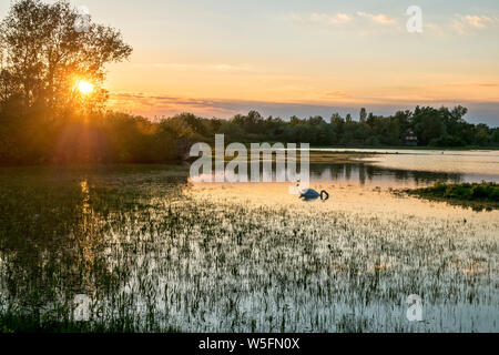 Italien, Friaul, Isonzo Estuary Regional Park, Isola della Cona Vogelschutzgebiet, Feuchtgebiet Stockfoto