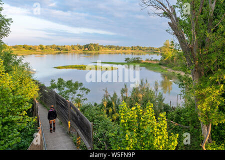 Italien, Friaul, Isonzo Estuary Regional Park, Isola della Cona Vogelschutzgebiet, Feuchtgebiete, Trail Stockfoto