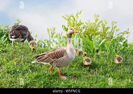 Italien, Friaul, Isonzo Estuary Regional Park, Isola della Cona Vogelschutzgebiet, Graugans (Anser anser), Küken Stockfoto