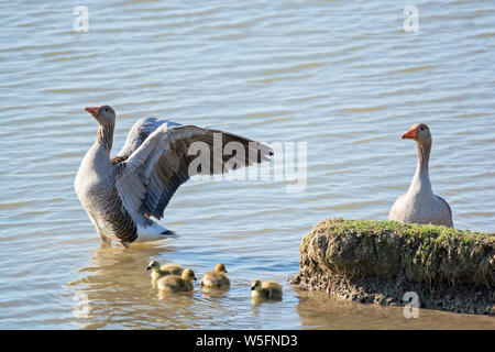 Italien, Friaul, Isonzo Estuary Regional Park, Isola della Cona Vogelschutzgebiet, Graugans (Anser anser), Küken Stockfoto