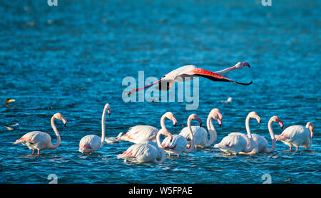 Mehr Flamingo (Phoenicopterus Roseus) Stockfoto