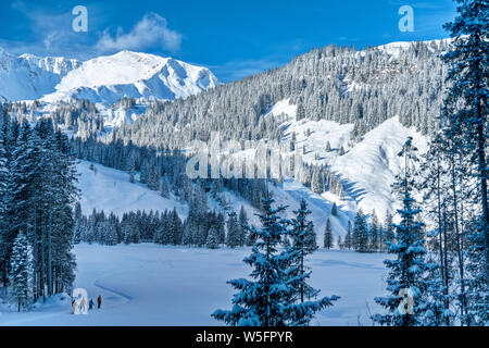 Österreich, Kleinwalsertal (Kleines Walsertal), Allgäuer Alpen, Schneeschuhwandern und Skitouren im Schwarzwassertal; Fichte Wald Stockfoto