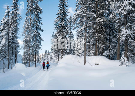 Österreich, Kleinwalsertal (Kleines Walsertal), Allgäuer Alpen, Schneeschuhwandern und Skitouren im Schwarzwassertal; Fichte Wald Stockfoto