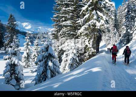 Österreich, Kleinwalsertal (Kleines Walsertal), Allgäuer Alpen, Schneeschuhwandern und Skitouren im Schwarzwassertal; Fichte Wald Stockfoto