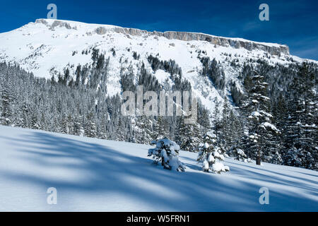 Österreich, Kleinwalsertal (Kleines Walsertal), Allgäuer Alpen, Schwarzwassertal, Bg.: Hoher Ifen (2.230 m); Fichte Wald Stockfoto