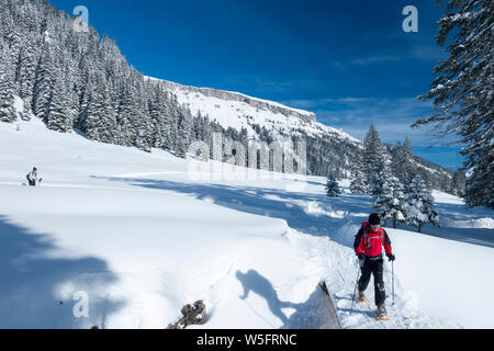 Österreich, Kleinwalsertal (Kleines Walsertal), Allgäuer Alpen, Schwarzwassertal, Bg.: Hoher Ifen (2.230 m); Fichte Wald Stockfoto