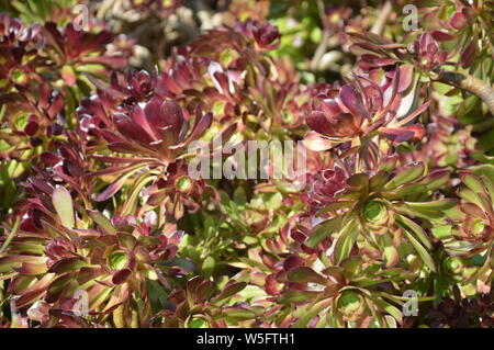 Dunkles Rot und Grün Sukkulenten im Frühling im südlichen Kalifornien Stockfoto