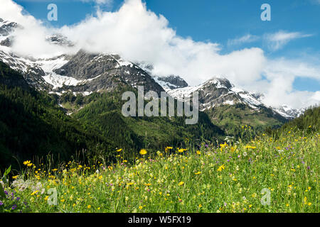 Österreich, Tirol, Allgäuer Alpen, Hornbach Tal, einem Seitental des Lech Wasserscheide, Wiese Stockfoto