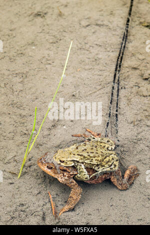 Österreich, Tirol, Lechtal, Naturpark Tiroler Lech, Erdkröte (Bufo bufo) Verpaarung und laichen Stockfoto