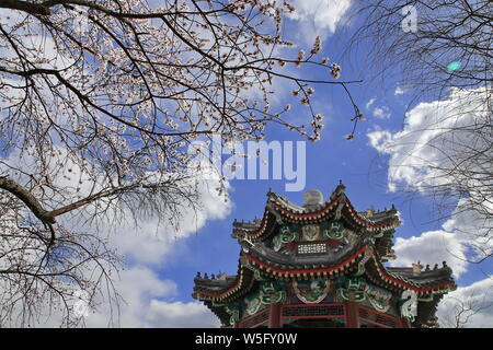 Landschaft der Blüten in der Nähe von Kunming See im Sommer Palast, auch als Yiheyuan, in Peking, China, 14. März 2019 bekannt. Stockfoto