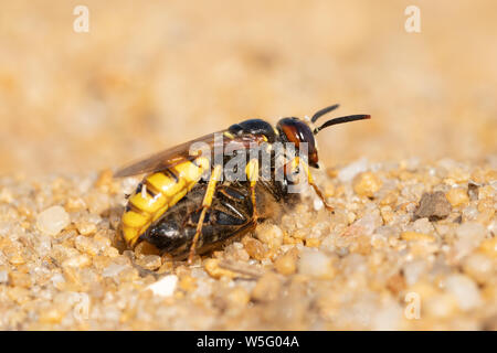 Europäischen beewolf (Philanthus triangulum), ein einsamer Wespenart, die eine Biene oder Honigbiene Beute zu sein Nest Graben im Sand auf trockenen Heide GROSSBRITANNIEN Stockfoto