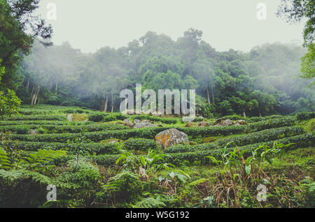 Moody Landschaft mit terrassenförmig angelegten Teeplantagen von tropischem Wald umgeben. In Taiwan, Asien fotografiert. Neblige Landschaften. Nebel, Nebel. Hipster, Vintage Retro Style. Stockfoto