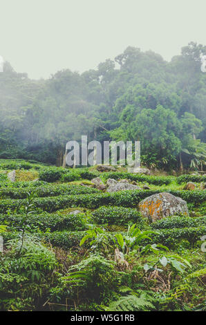 Vertikale Foto der schönen Moody Landschaft mit terrassenförmig angelegten Teeplantagen auf Hügel und tropischen Wald im Hintergrund. Schuß in Taiwan, Asien. Neblige Landschaften. Nebel, Misty. Vintage Retro, hipster Style. Stockfoto