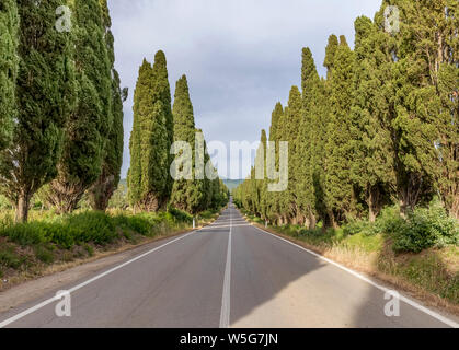 Die berühmte Straße von Zypressen, die zu dem charmanten Dorf Bolgheri, Toscana, Toskana, Italien begrenzt Stockfoto