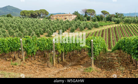 Die wunderschöne Landschaft der Toskana in der Nähe von Bolgheri, Livorno, Italien, an einem sonnigen Tag Stockfoto