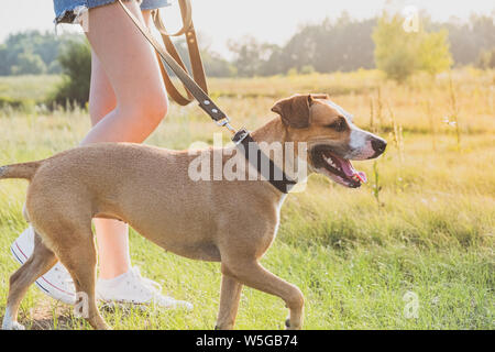 Spaziergang mit dem Hund im Feld. Junge Frau in Shorts geht ein Staffordshire Terrier an der Leine in der Natur Stockfoto