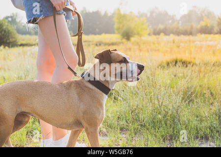 Spaziergang mit dem Hund im Feld. Junge Frau in Shorts geht ein Staffordshire Terrier an der Leine in der Natur Stockfoto