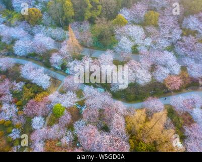 Landschaft der Yuantouzhu, oder 'Turtle Kopf Isle", China's Top Tourist Resort anzeigen Cherry Blumen blühen an den Ufern des Taihu See in Wuxi Stockfoto