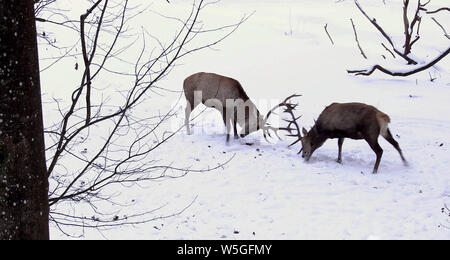 Die Hirsche kämpfen auf dem Schnee Stockfoto