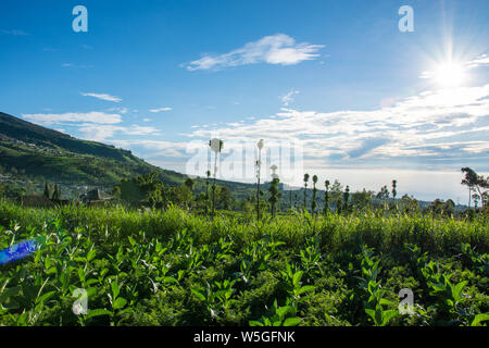 Die malerische Landschaft der Tabakanbau in Indonesien an einem schönen sonnigen Morgen Stockfoto