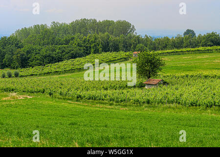 San Colombano al Lambro Hügel, Mailand, Lombardei, Italien, die Weinberge im späten Frühjahr Stockfoto