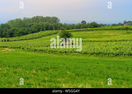 San Colombano al Lambro Hügel, Mailand, Lombardei, Italien, die Weinberge im späten Frühjahr Stockfoto