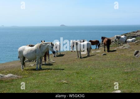 Wilden Ponys weiden auf St Davids Kopf im frühen Morgenlicht Pembrokeshire Coast National Park Wales Cymru GROSSBRITANNIEN Stockfoto