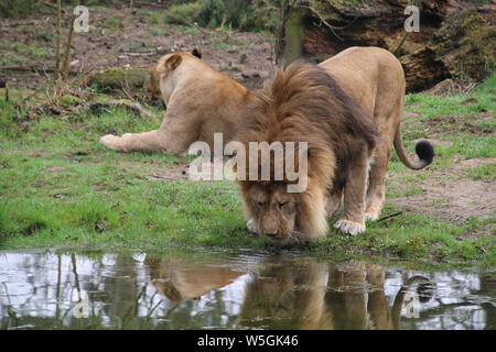 African Lion Trinkwasser und weibliche Löwe Panthera leo Rostocker Zoo Deutschland Stockfoto