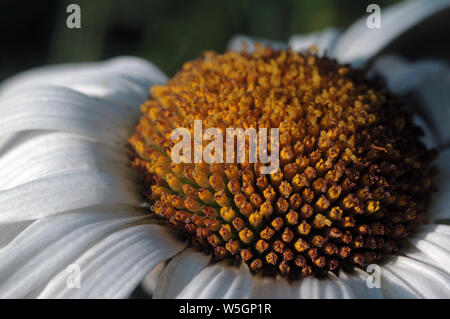 Wildblumen im Sommer Nahaufnahme. Flache Tiefenschärfe Stockfoto