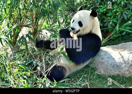 Im Zoo Kopenhagen, Kopenhagen, Dänemark im Sommer 2019 fotografiert. Stockfoto