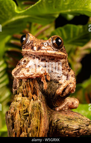 Peacock Laubfrosch (Leptopelis vermiculatus) Stockfoto