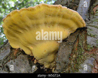 Big Pilzzucht von Baum Loch, Huhn auf den Wald, Laetiporus sulfureus Stockfoto
