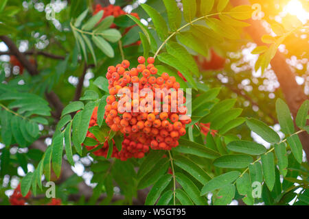 Vogelbeeren wächst auf einem Ast, close-up. Arzneimittel, Beeren von Berg - Asche im Sommer. Rote Vogelbeeren auf der Rowan Tree Branches in der Sonne Stockfoto