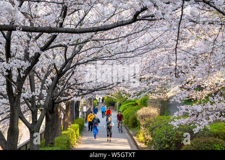 Am frühen Morgen auf dem Meguro Fluss, Tokio, Japan, Asien Stockfoto