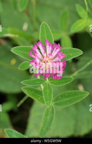 Zick-zack-Klee, zig-zag Klee, Klee, Blume, Trifolium Medium, Sussex, UK, Juli. Stockfoto