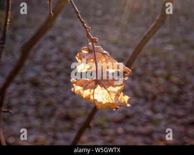 Sonnenlicht durch Blatt im letzten Jahr auf einem Baum, Moskau Stockfoto