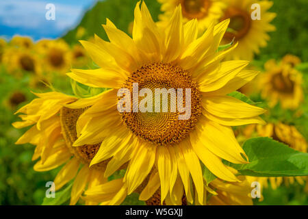 In der Nähe von Sunflower mit blauem Himmel Hintergrund. Sonnenblumen Feld über bewölkt blauer Himmel und strahlende Sonne leuchtet Stockfoto