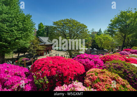 Azaleen (Rhododendron) (Ericaceae Familie), Nezu Schrein, Tokio, Japan, Asien Stockfoto