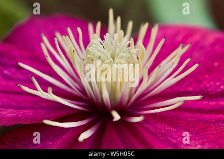 Clematis blühen aus nächster Nähe Stockfoto