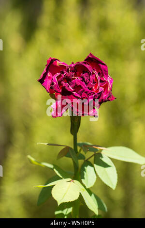 Eine verwelkte Rose im Garten. Stockfoto