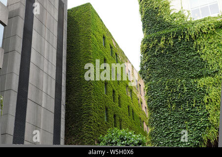 Altes Bürogebäude mit senkrechten Wänden, die mit lebendem Grün bedeckt sind ivy Plants City of London England Großbritannien KATHY DEWITT Stockfoto