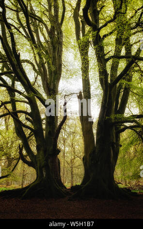 Zwei symmetrische Bäume, kinclaven Bluebell Forest, Scottish Highlands, Schottland, Großbritannien, Europa Stockfoto