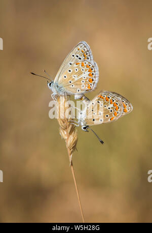 Ein paar Adonis blau (Polyommatus bellargus) Schmetterlinge Paarung, Andalusien, Spanien. Stockfoto