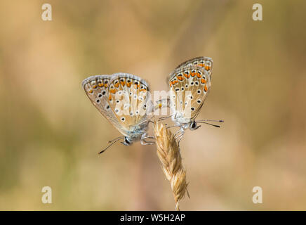 Ein paar Adonis blau (Polyommatus bellargus) Schmetterlinge Paarung, Andalusien, Spanien. Stockfoto