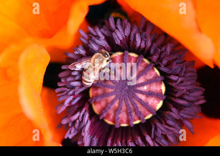 Leipzig, Deutschland. 27. Mai, 2019. In einem Garten in der Nähe von Leipzig eine Biene sitzt auf den Blütenstand der rote Mohn. Credit: Waltraud Grubitzsch/dpa-Zentralbild/ZB/dpa/Alamy leben Nachrichten Stockfoto